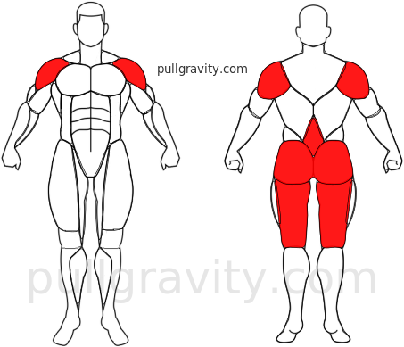 Extensión de espalda muscles heatmap