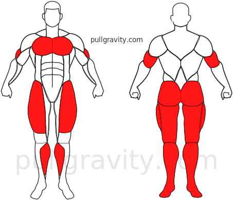 Burpee muscles heatmap