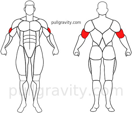 Fondos en Silla muscles heatmap