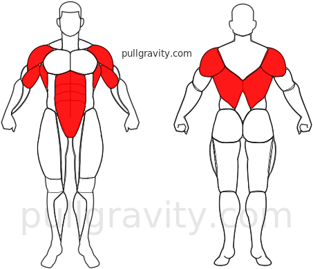 Chin-up muscles heatmap