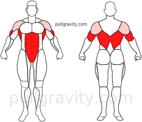 Pull Up muscles heatmap