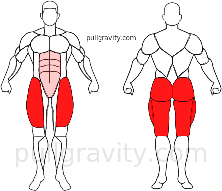 Lunge muscles heatmap