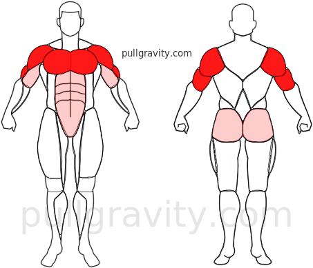 Push up shop muscle groups