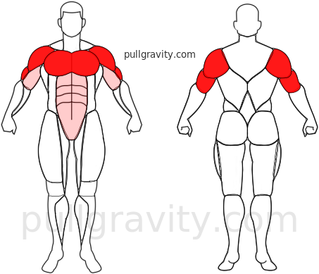 Planche push-up muscles heatmap