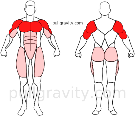 Lagartija T muscles heatmap